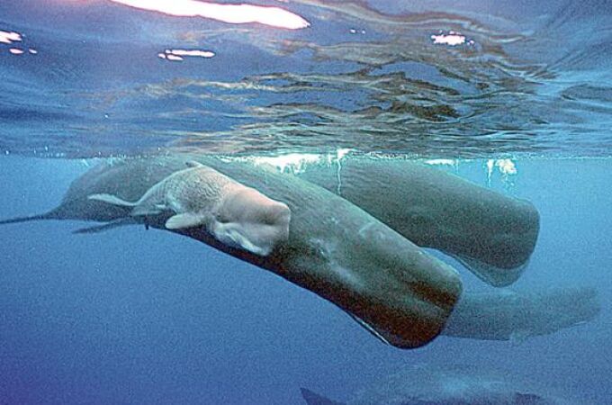 Las heces de los cachalotes ayudan a los océanos a fijar CO2
