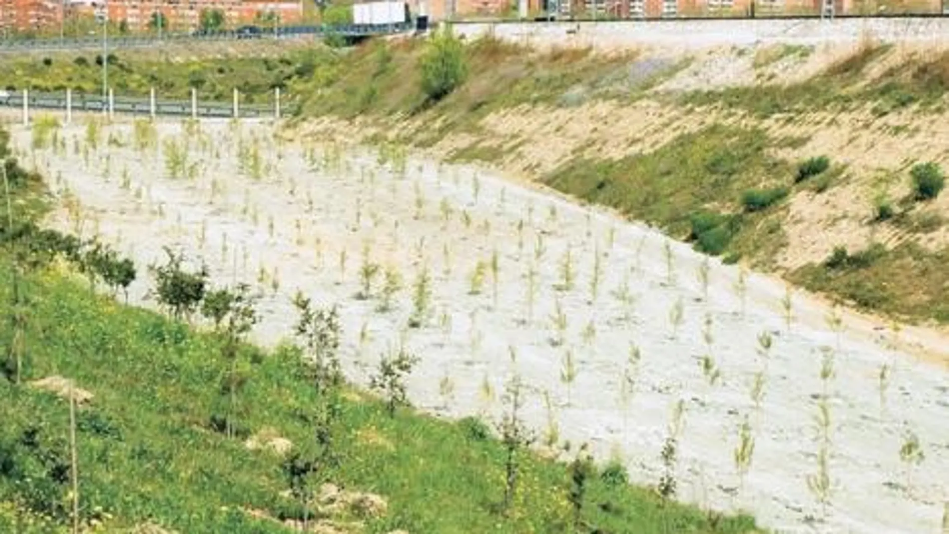 Plantarán más de 20.000 árboles en el entorno de la M-40