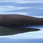 Fotografía facilitada por WWF de una vaquita (Phocoena sinus), el cetáceo más amenazado del mundo