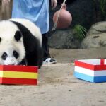 Un oso panda tailandés también apuesta por España