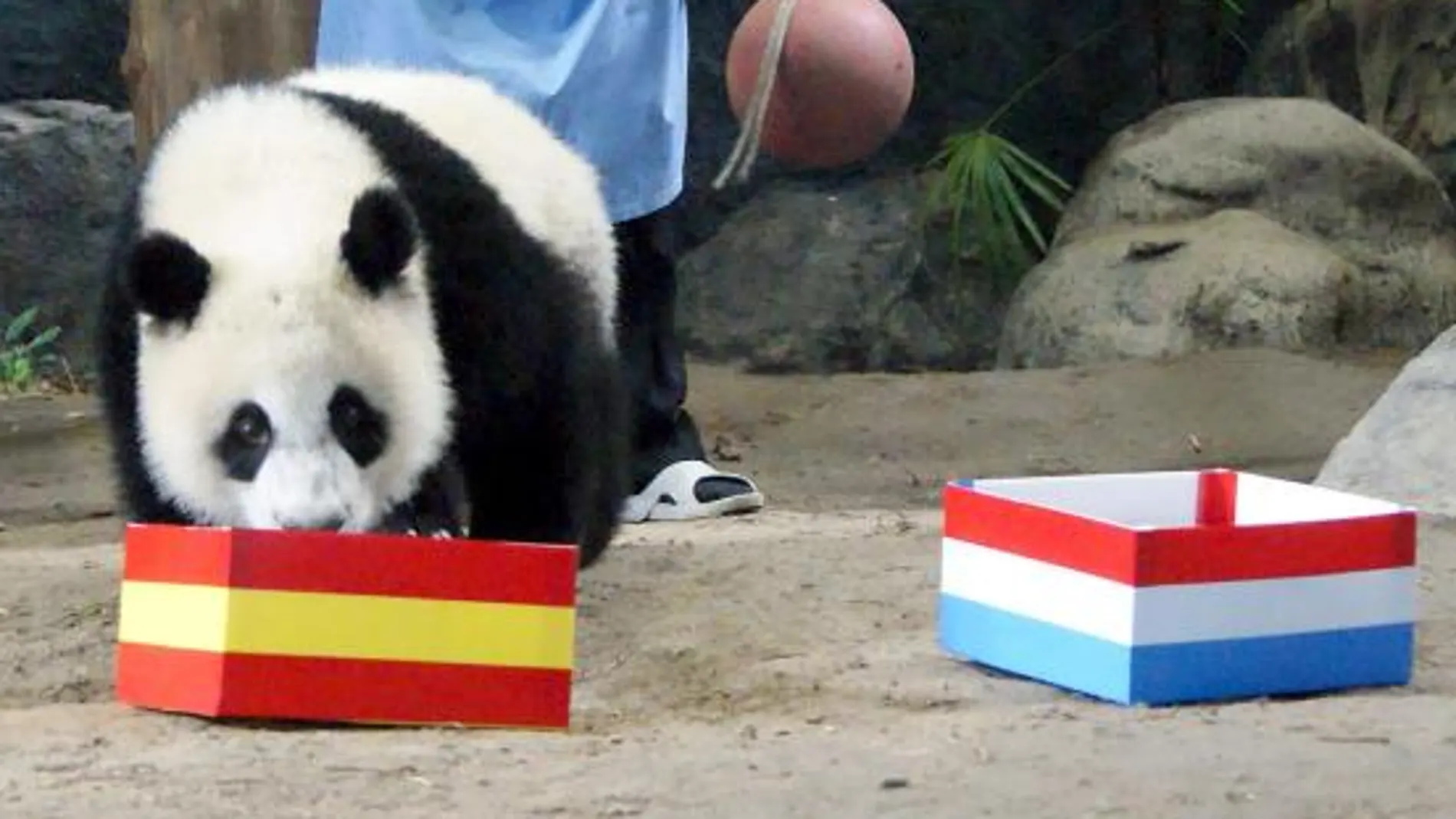 Un oso panda tailandés también apuesta por España
