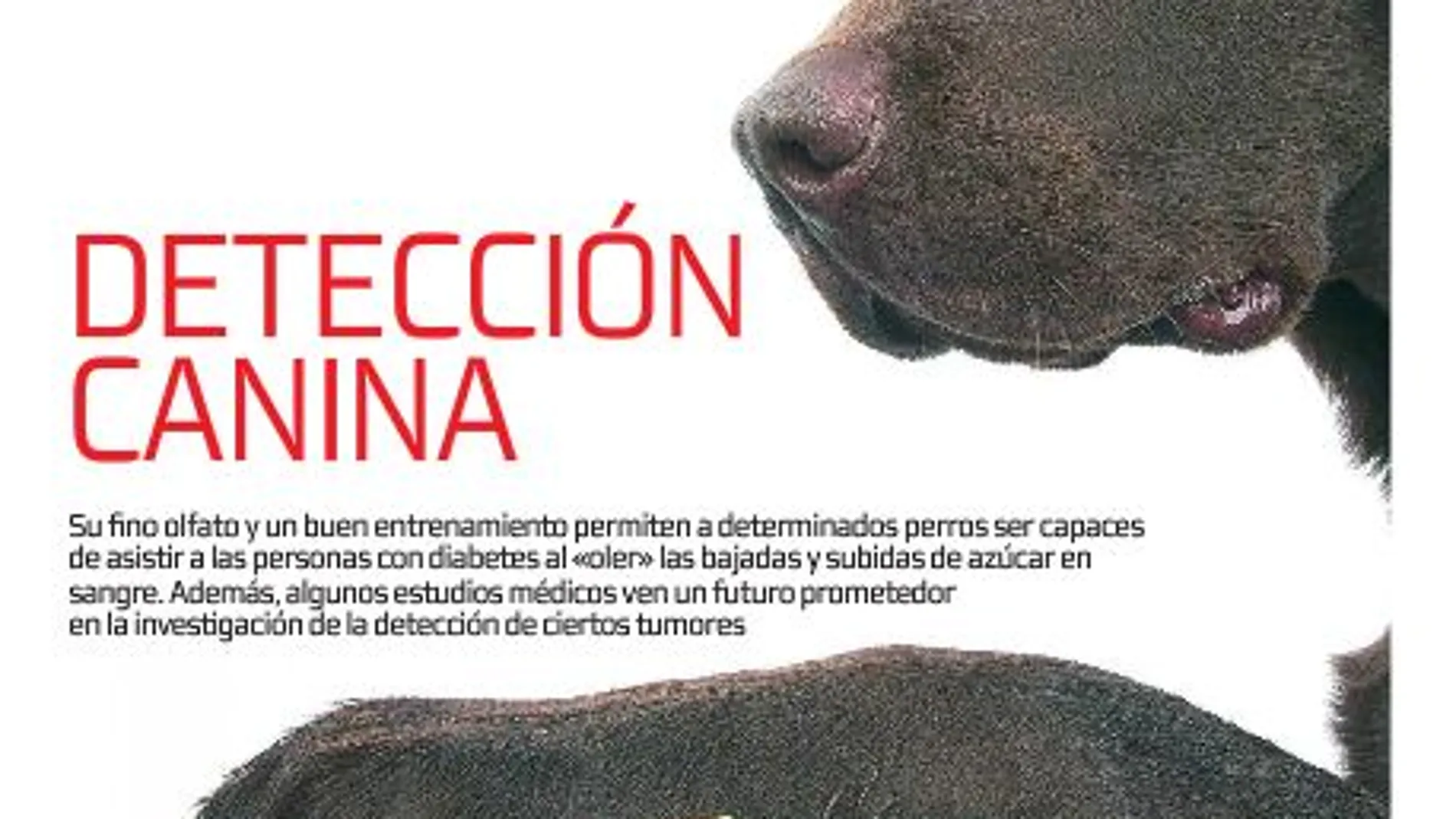 Detección canina
