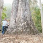 Los árboles más espectaculares