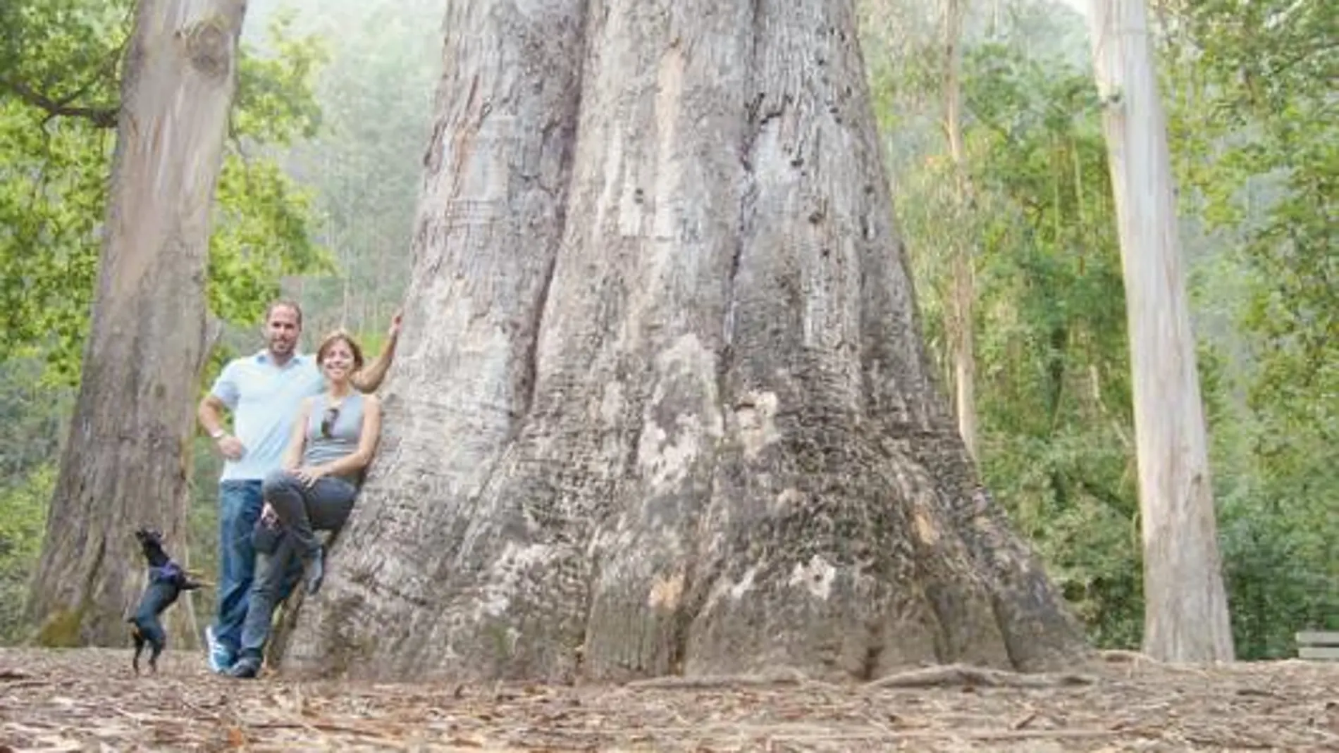 Los árboles más espectaculares