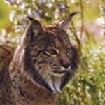 El lince Lucero ha nacido en el centro de cría en cautividad de La Olivilla,
