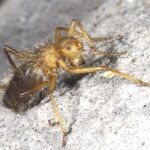 La mosca peluda reaparece en kenia