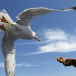 Las descaradas gaviotas de Barcelona