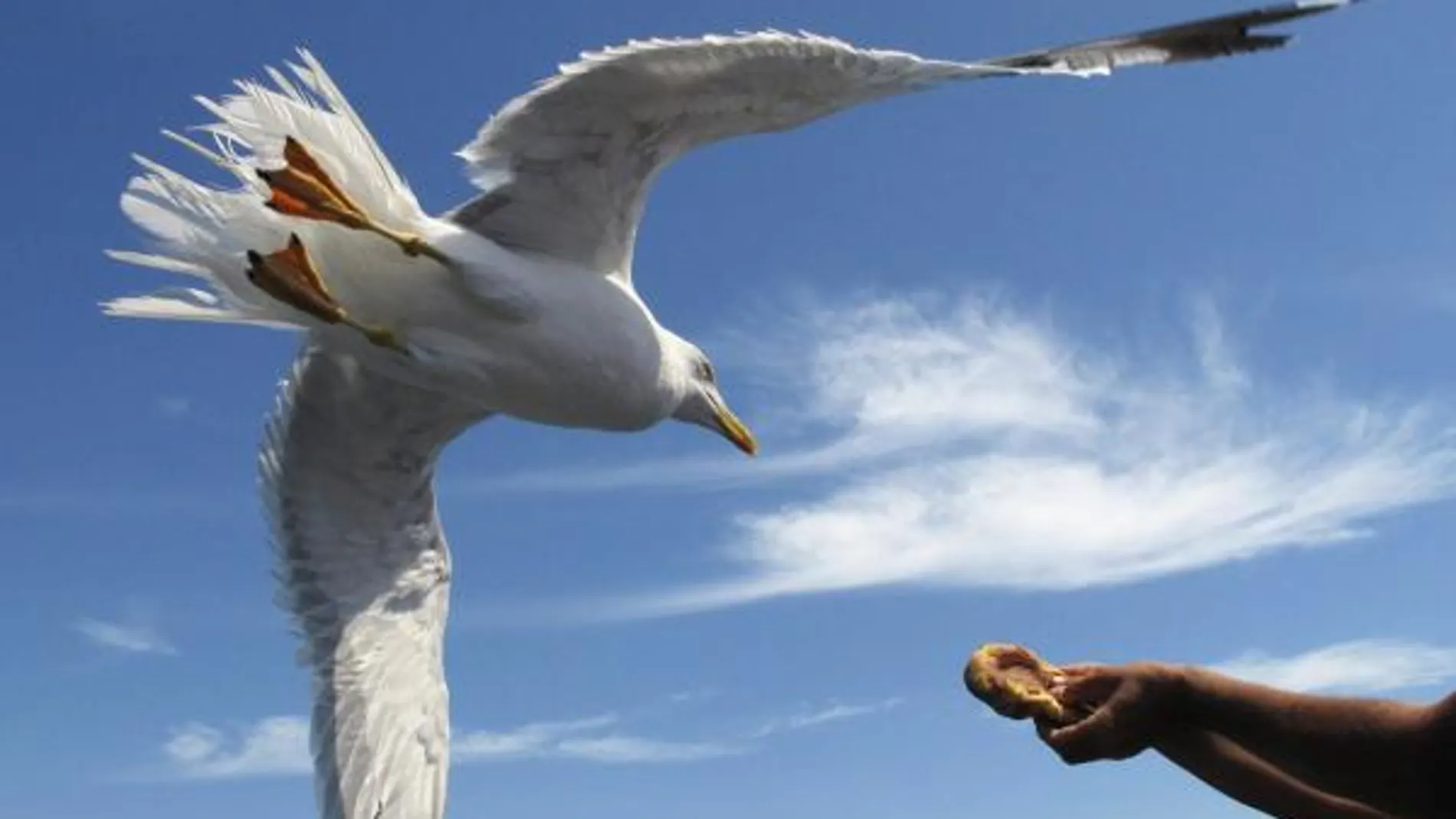 Las descaradas gaviotas de Barcelona