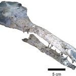 Huesos del Maledictosuchus riclaensis