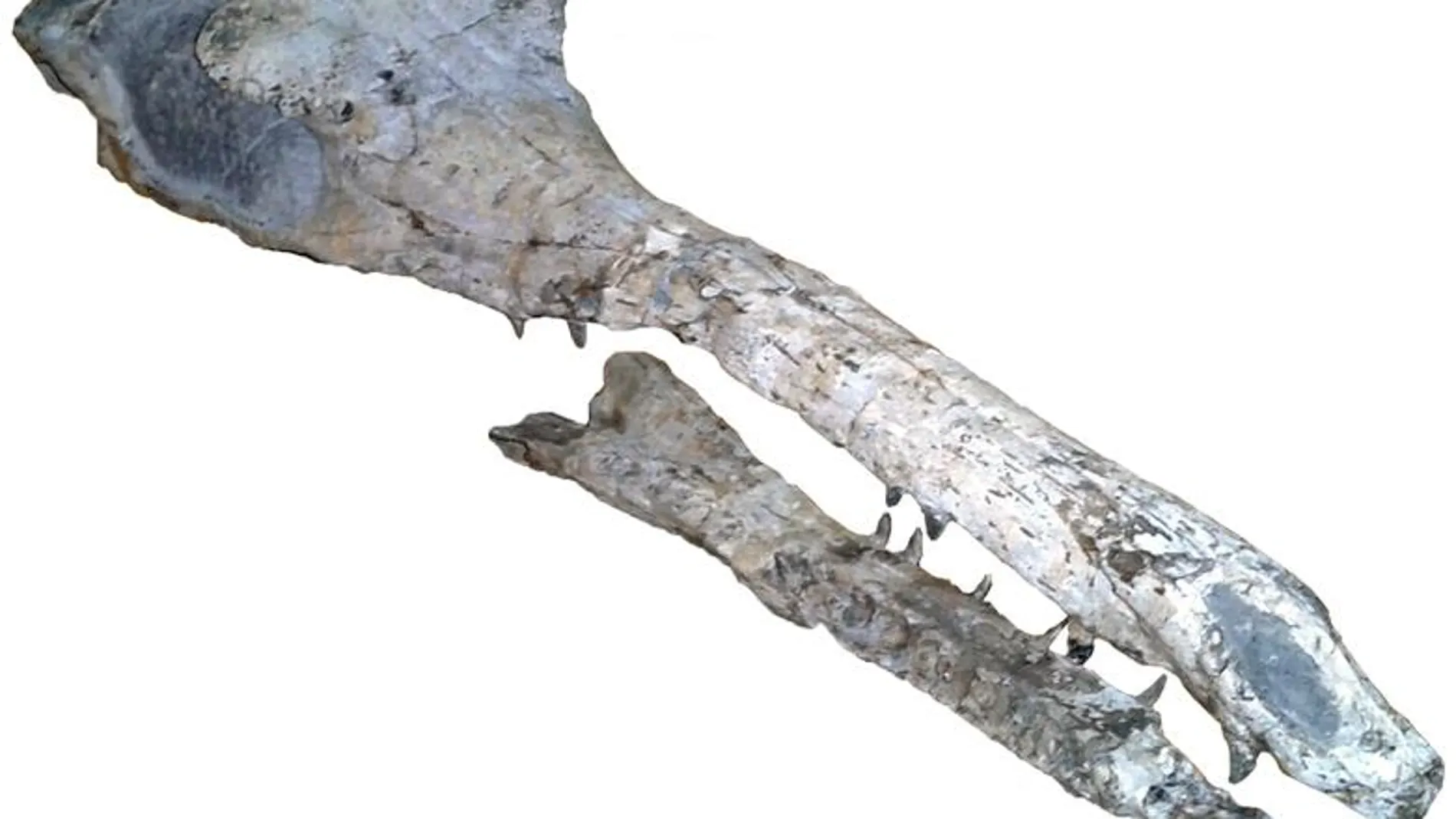 Huesos del Maledictosuchus riclaensis
