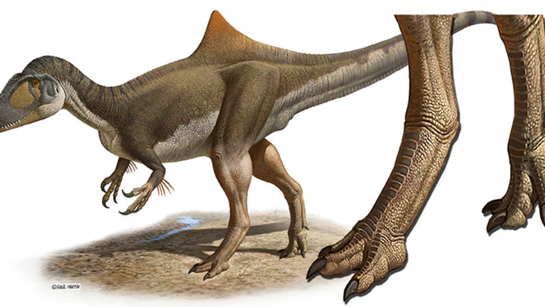 Concavenator corcovatus (Cazador jorobado de Cuenca). Reconstrucción a partir del único ejemplar fósil conocido, hallado en 2003 en el yacimiento de Las Hoyas