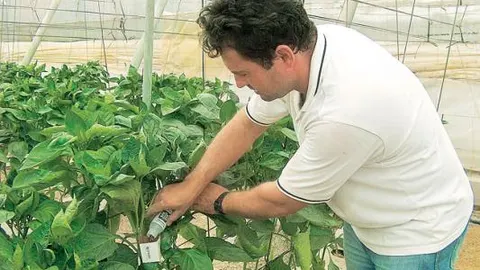 Insectos contra insectos