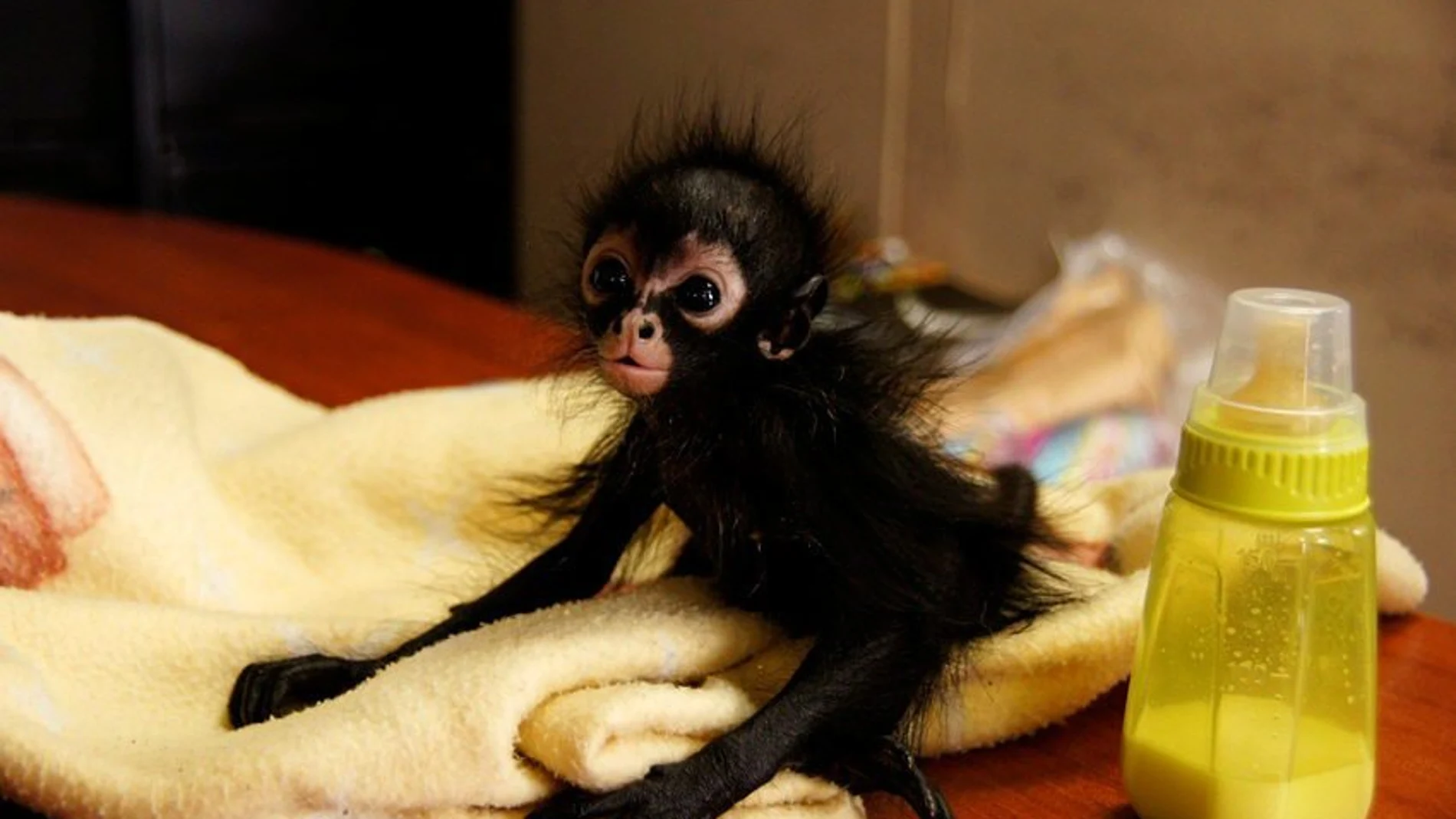 El mono araña, de aproximadamente dos semanas de vida, recuperado de comerciantes ilegales, en Ciudad de Guatemala (Guatemala)