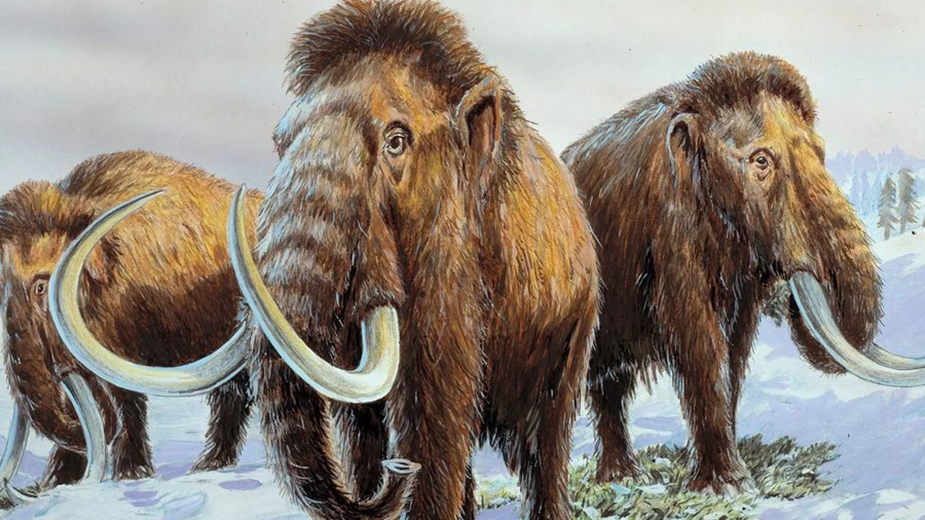 Descifran el ADN completo de dos mamuts lanudos