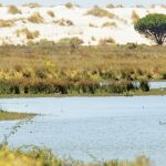 Agentes del Seprona patrullan en Doñana con un vehículo de «renting»