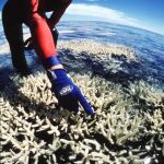 Un submarinista, junto a arrecifes de coral fuertemente dañados por la contaminación