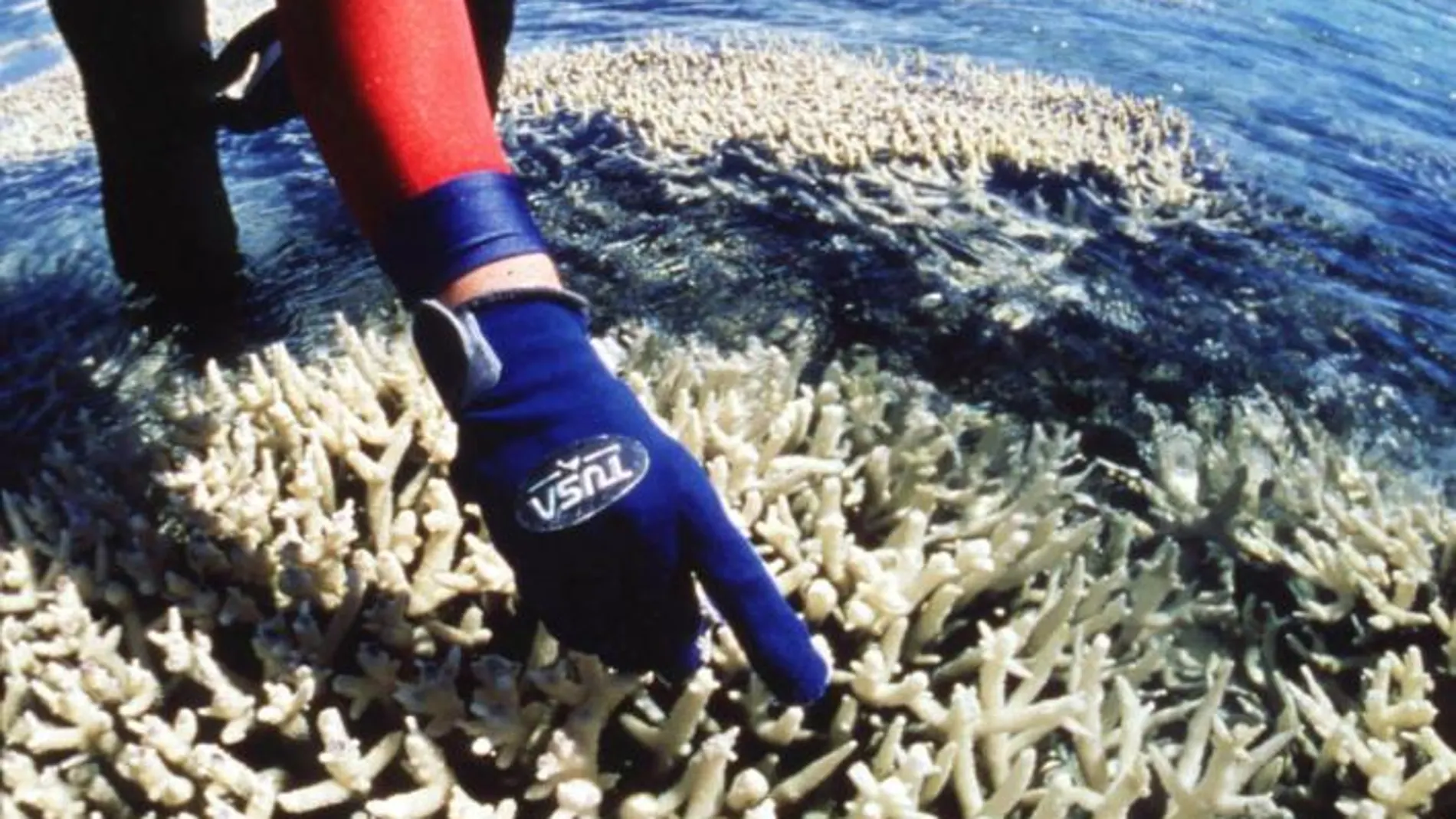 Un submarinista, junto a arrecifes de coral fuertemente dañados por la contaminación