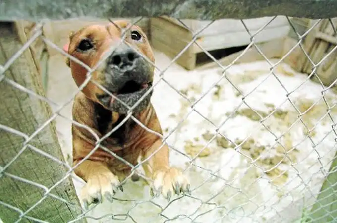 El fin de las razas potencialmente peligrosas: el Gobierno quiere fijarse en el comportamiento de cada perro