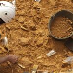 Trabajos en busca de restos humanos en el yacimiento de Atapuerca