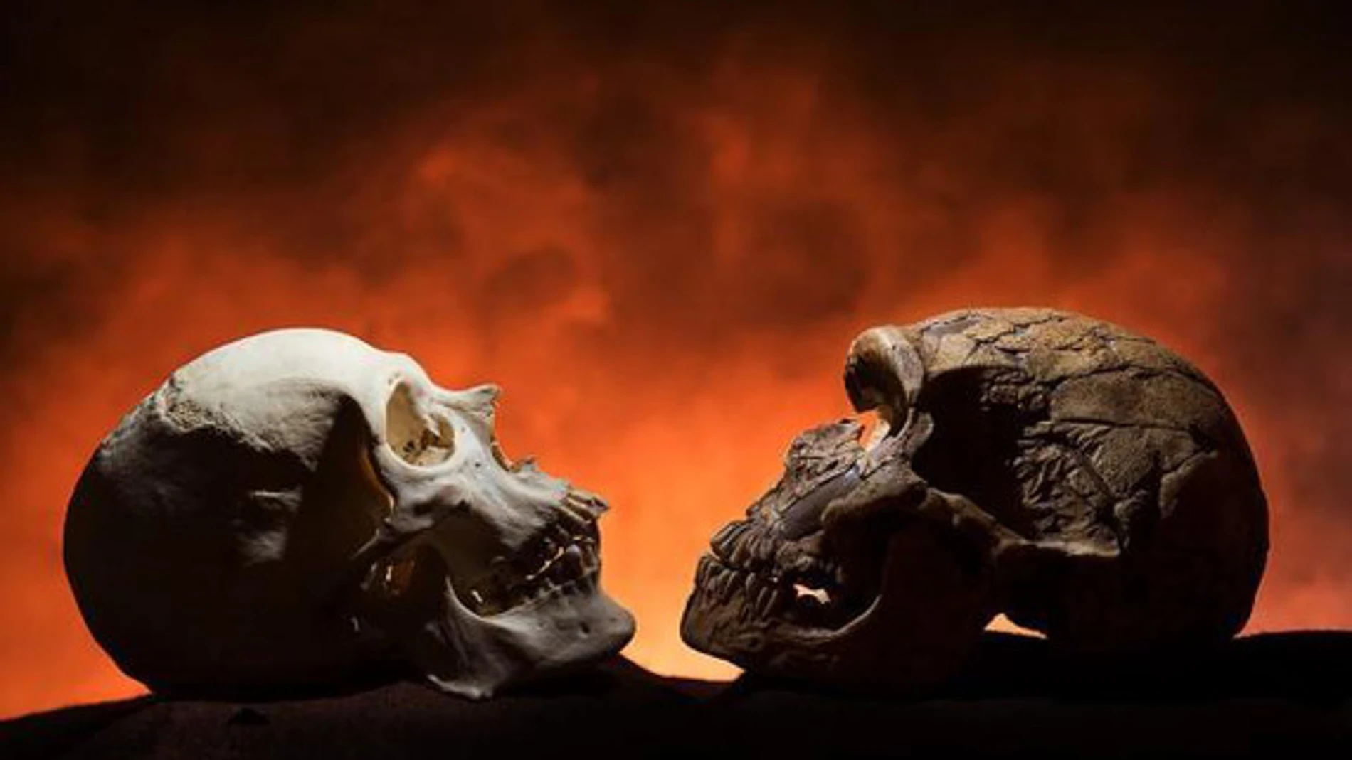 El cráneo moderno (izquierda) tiene mentón, a diferencia de uno de neandertal (derecha)