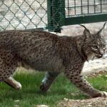 Un ejemplar de lince, un animal en extinción