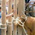 En evidencia el doble rasero nacionalista con los toros