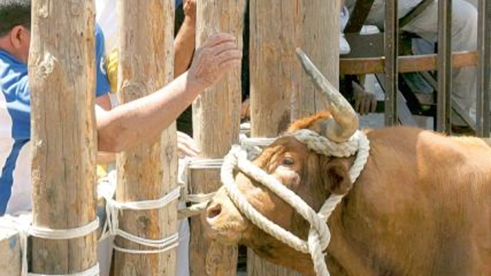 En evidencia el doble rasero nacionalista con los toros
