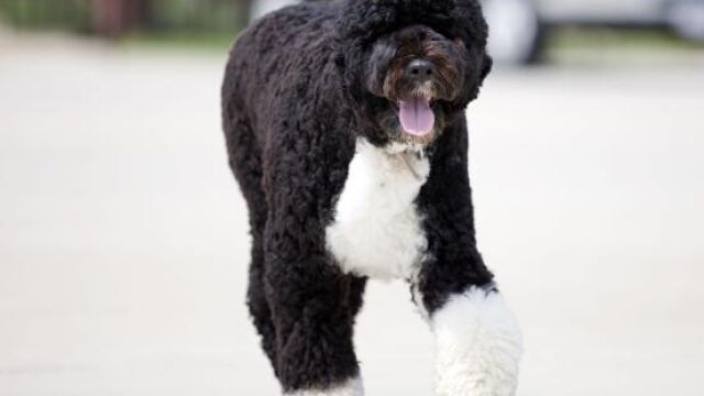 Bo, protagonista del viaje de vacaciones de los Obama