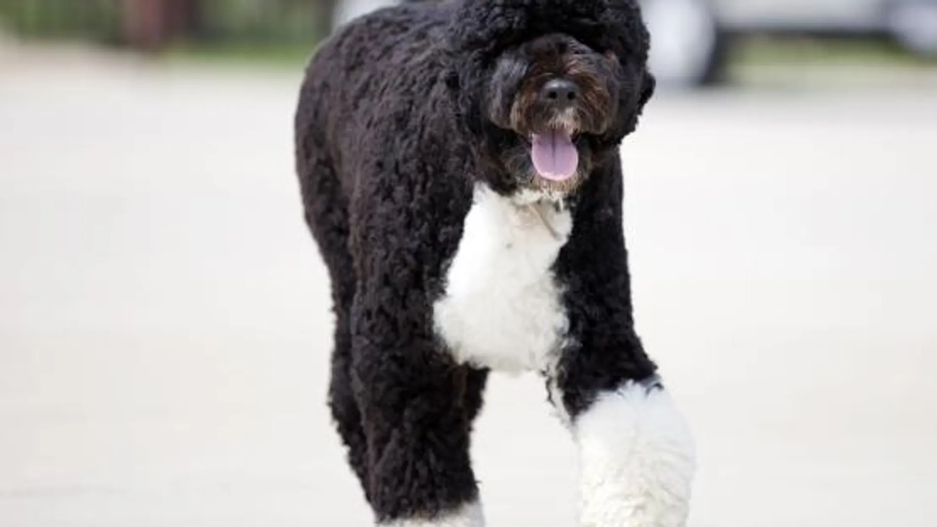 Bo, protagonista del viaje de vacaciones de los Obama