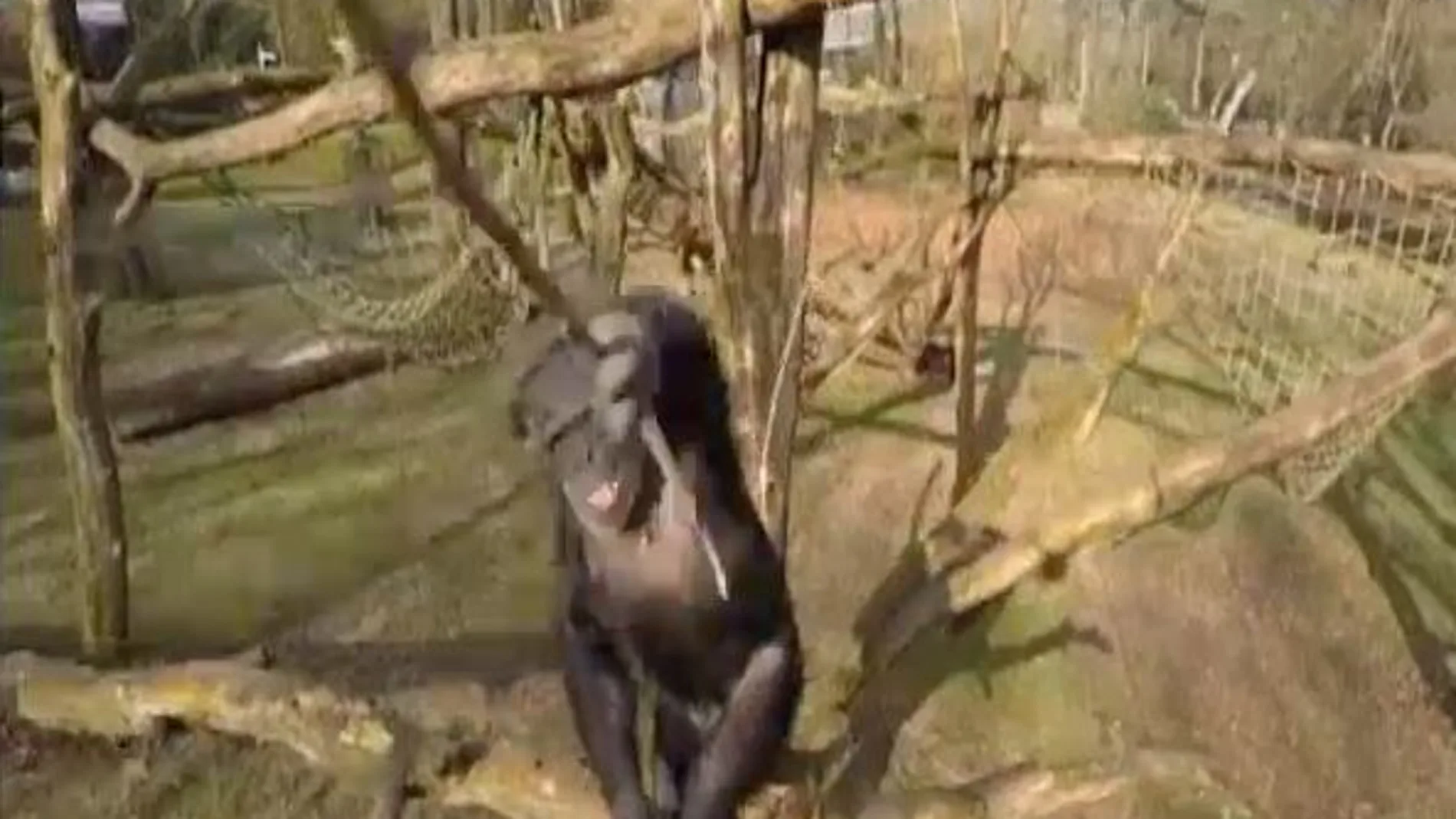 Un chimpancé derriba un dron