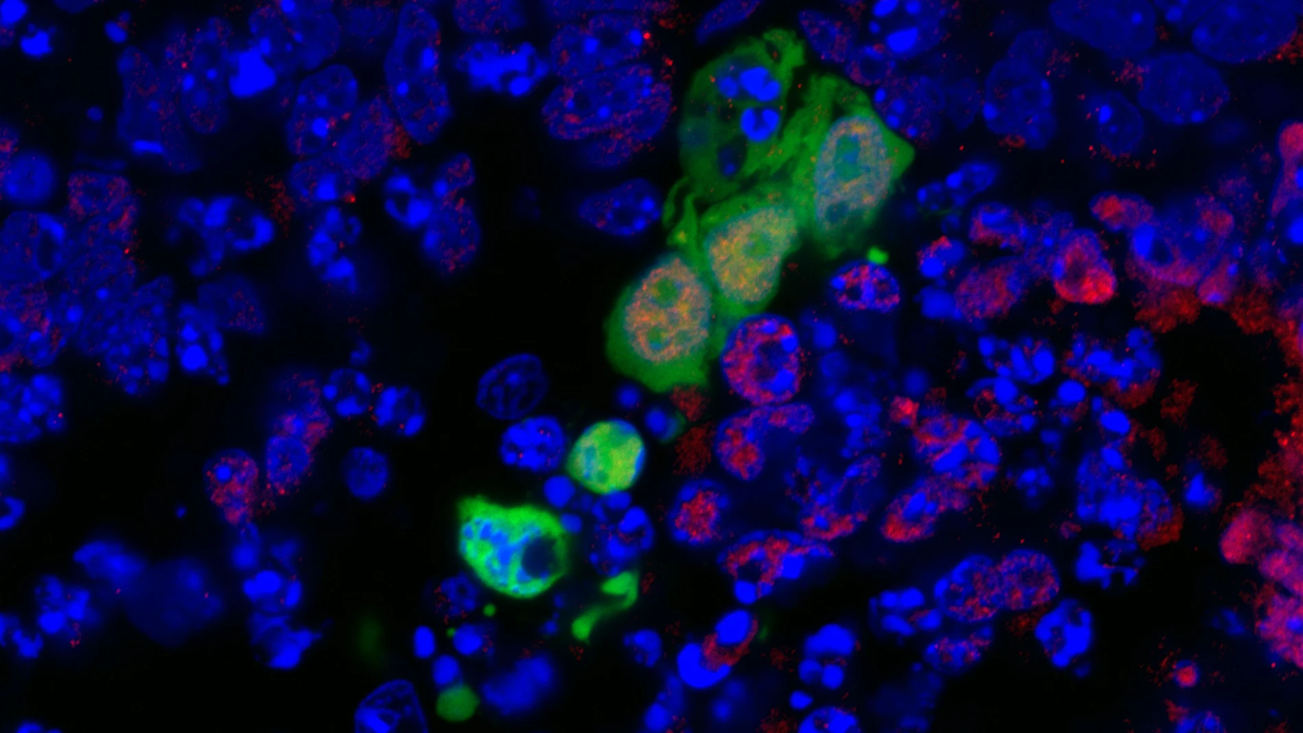 En color verde, las células madre integradas en un embrión de ratón