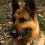 El olfato canino puede detectar el cáncer de próstata