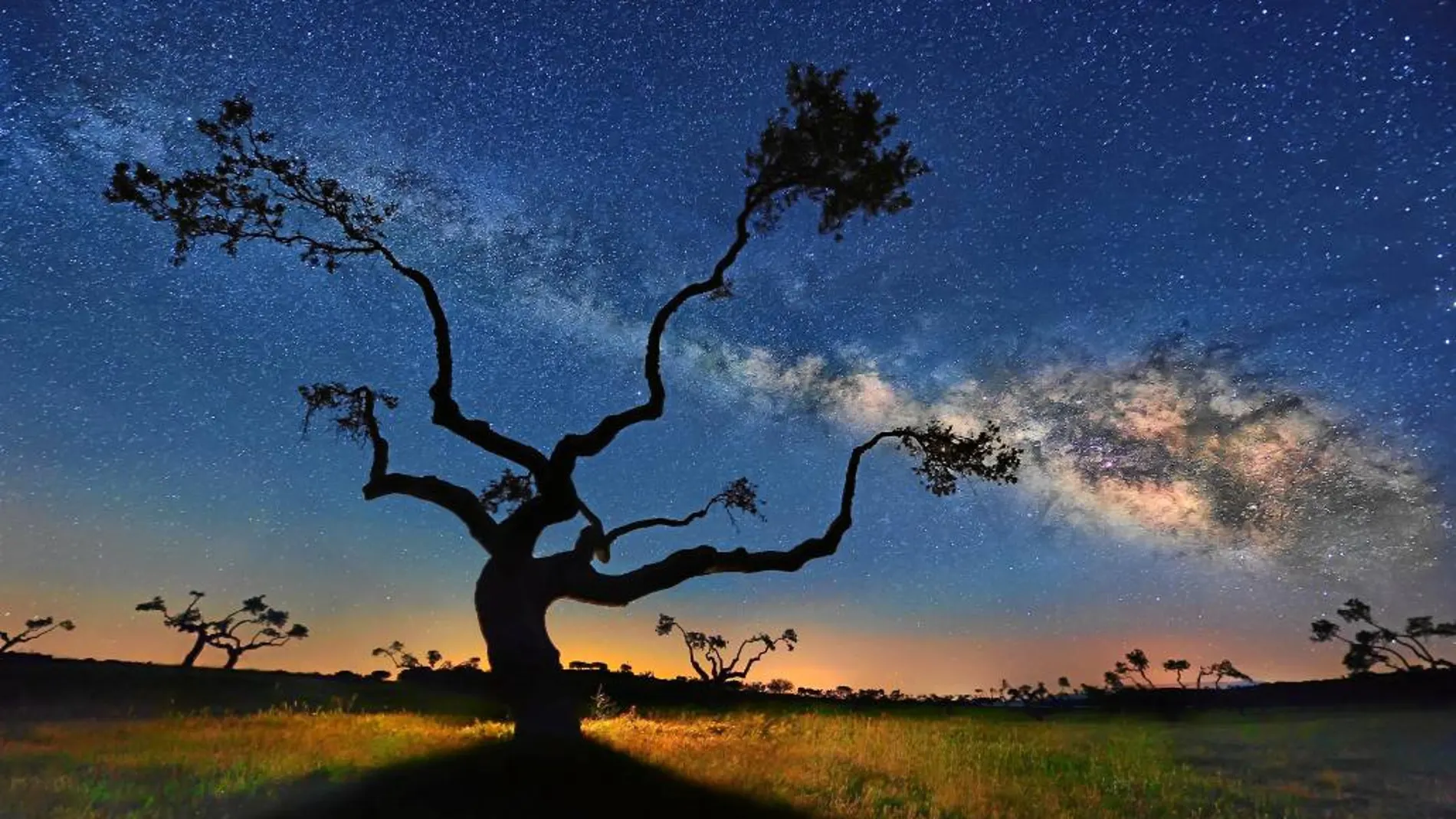La fotografía, tomada este mes por César Vega Toledano, se titula «El Árbol de la Galaxia».