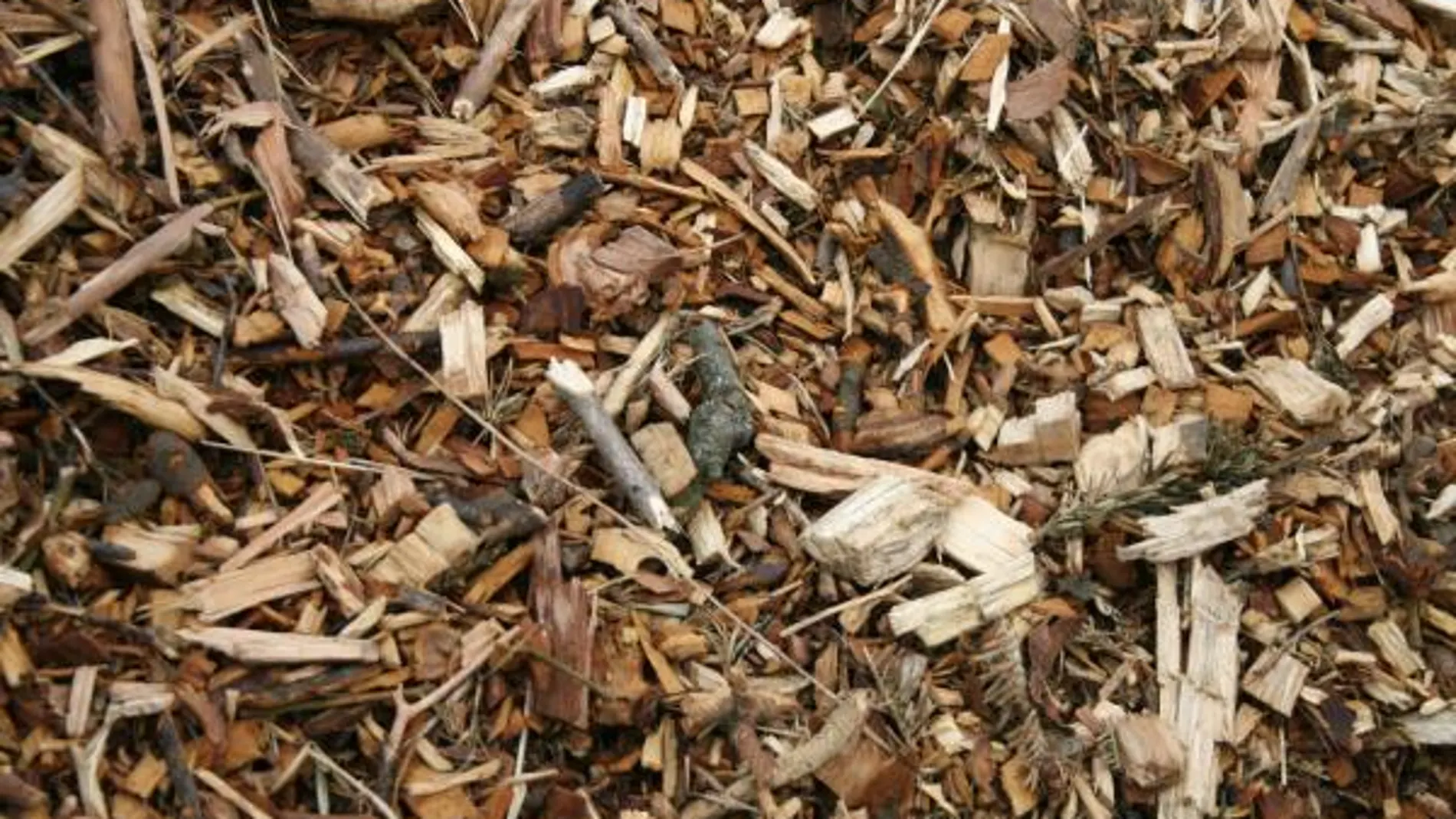 En España existen más de 10 millones de toneladas anuales de biomasa. Foto: B.T.
