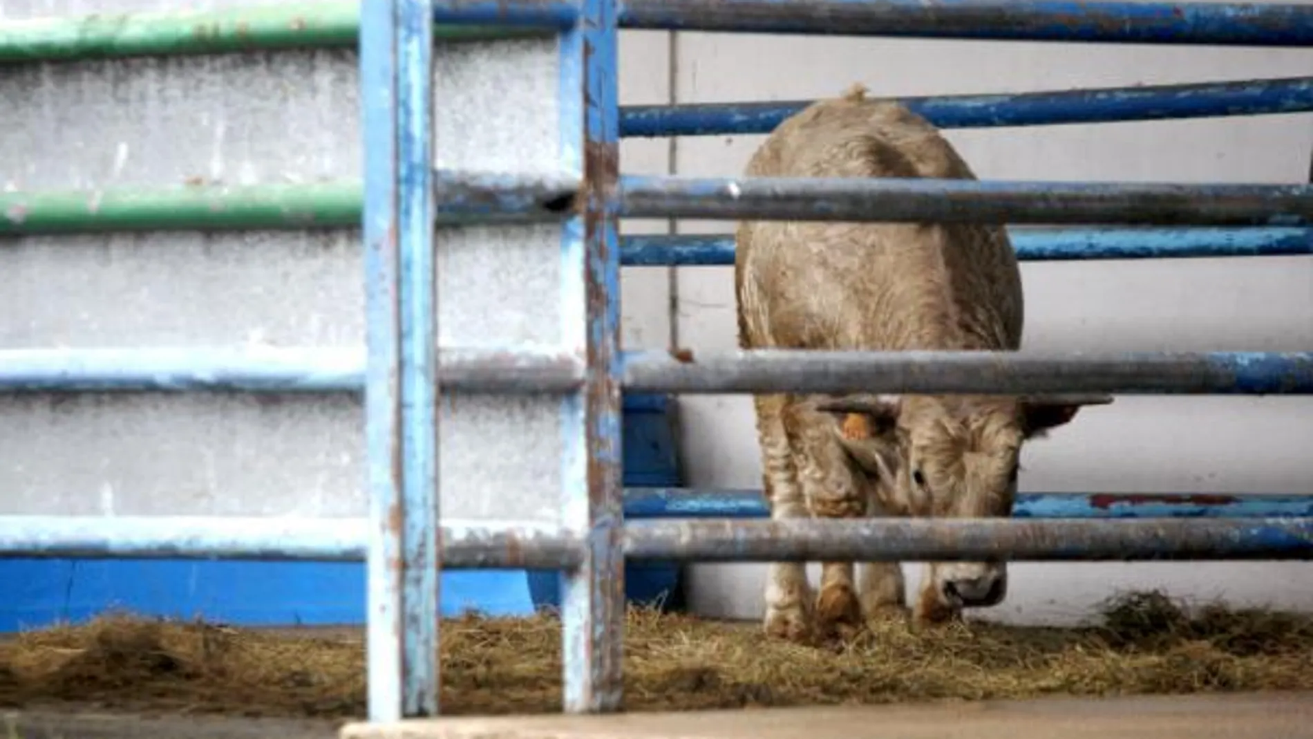Ante la falta de personal cualificado en mataderos, los productores de carne de vacuno están mandado a los animales a Irlanda para su matanza
