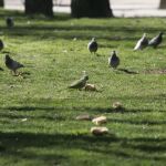 Cotorras conviviendo con palomas en un parque de Carabanchel (Madrid)