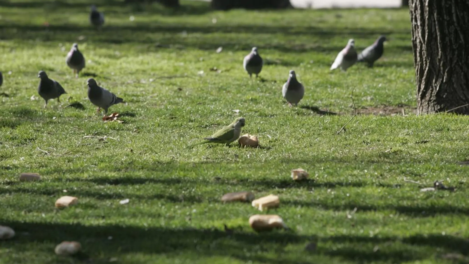 Cotorras conviviendo con palomas en un parque de Carabanchel (Madrid)