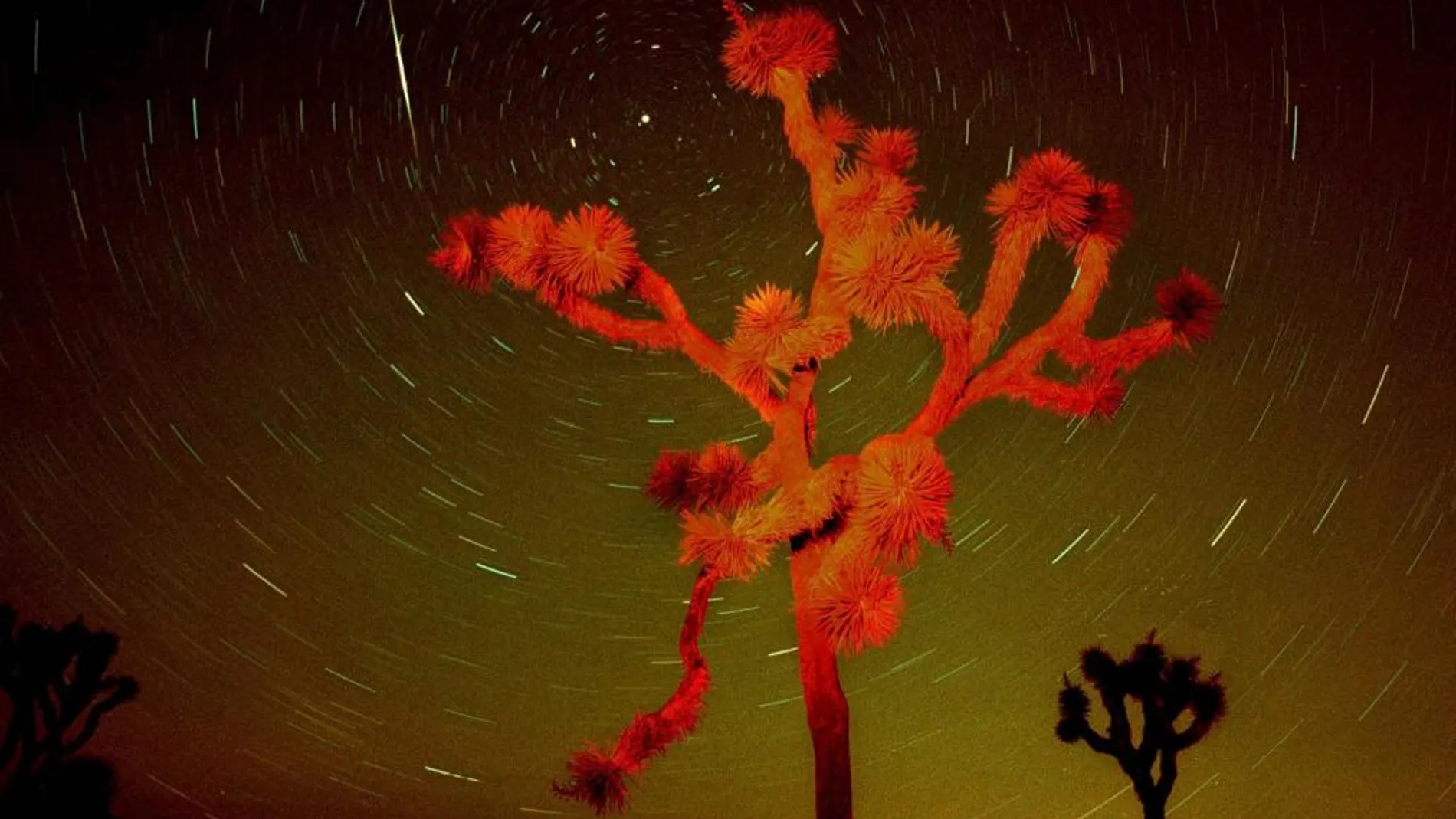 Un fan repara el «Joshua Tree de U2» en el desierto de Mojave
