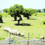 Extremadura combina zonas de pastizaje y cultivos