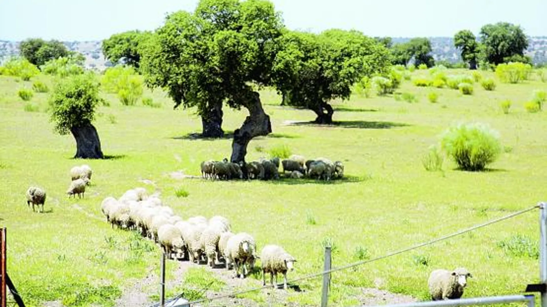 Extremadura combina zonas de pastizaje y cultivos