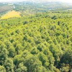 Endesa plantará 700.000 árboles para neutralizar las emisiones