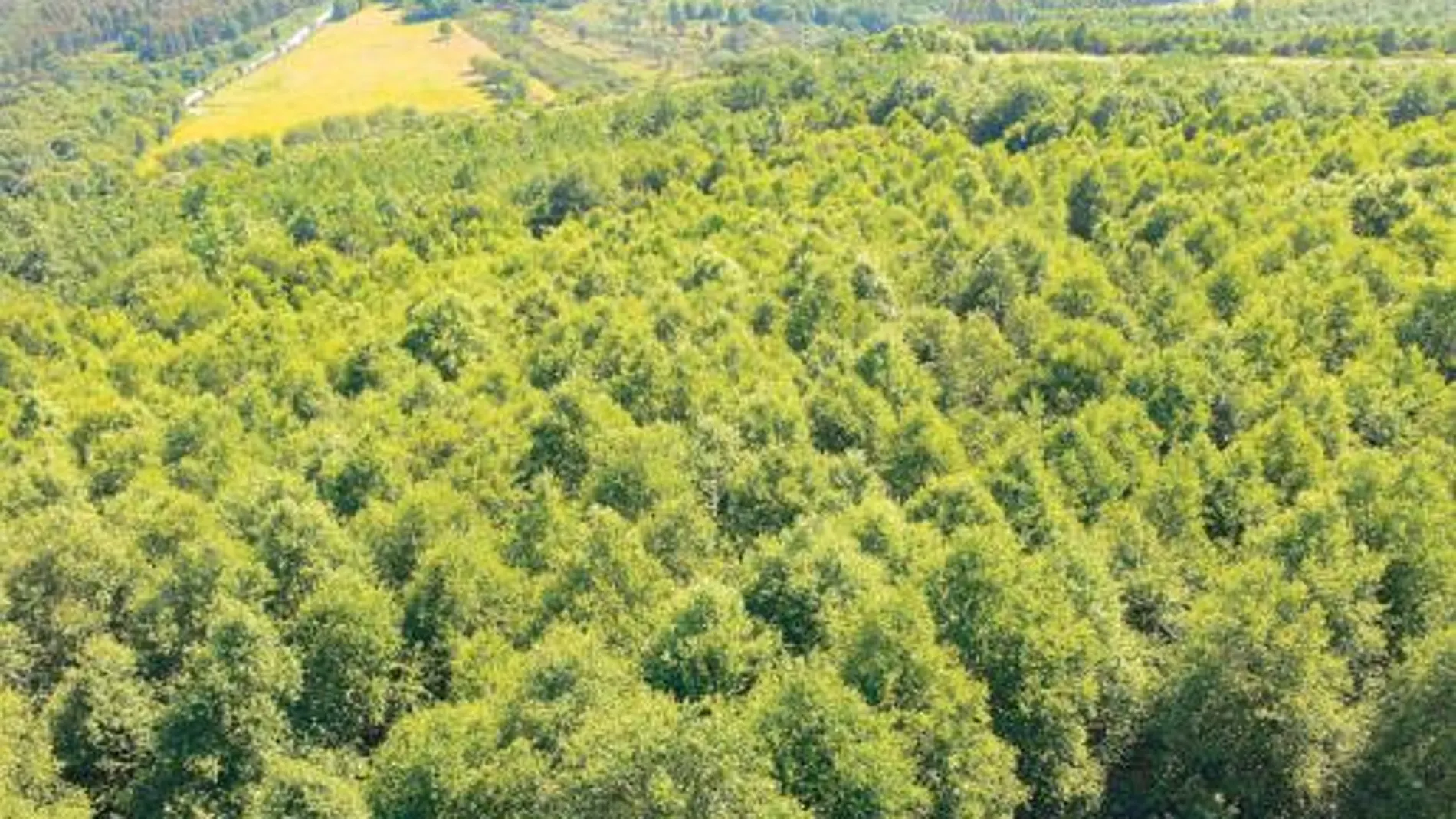 Endesa plantará 700.000 árboles para neutralizar las emisiones