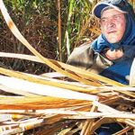 La cuota de producción de azúcar quedará fijada en 498.480 toneladas