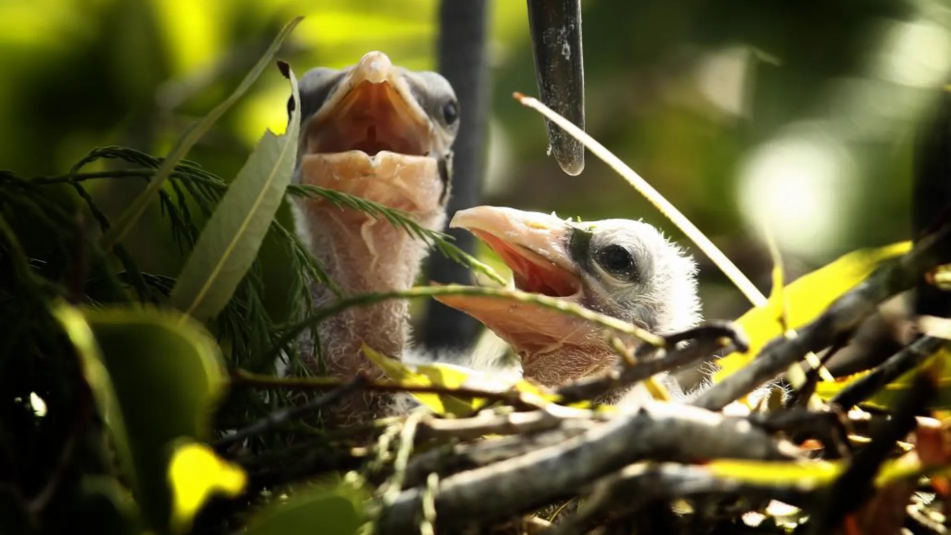 Dos polluelos en su nido