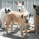 Los perros abandonados provocaron 3.000 accidentes de tráfico en 2008