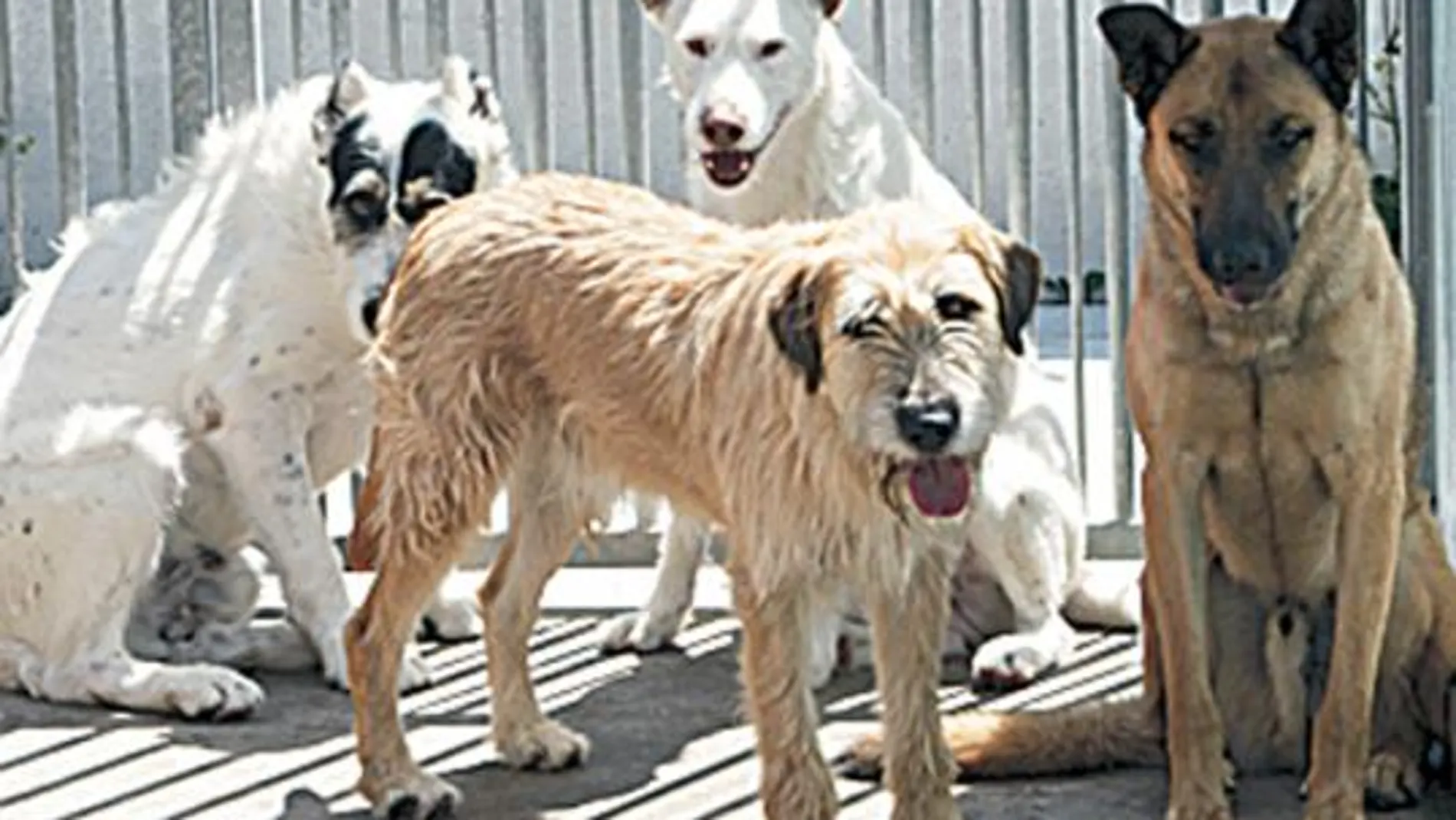 Los perros abandonados provocaron 3.000 accidentes de tráfico en 2008