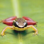 Hallan tres nuevas especies de anfibios en Colombia