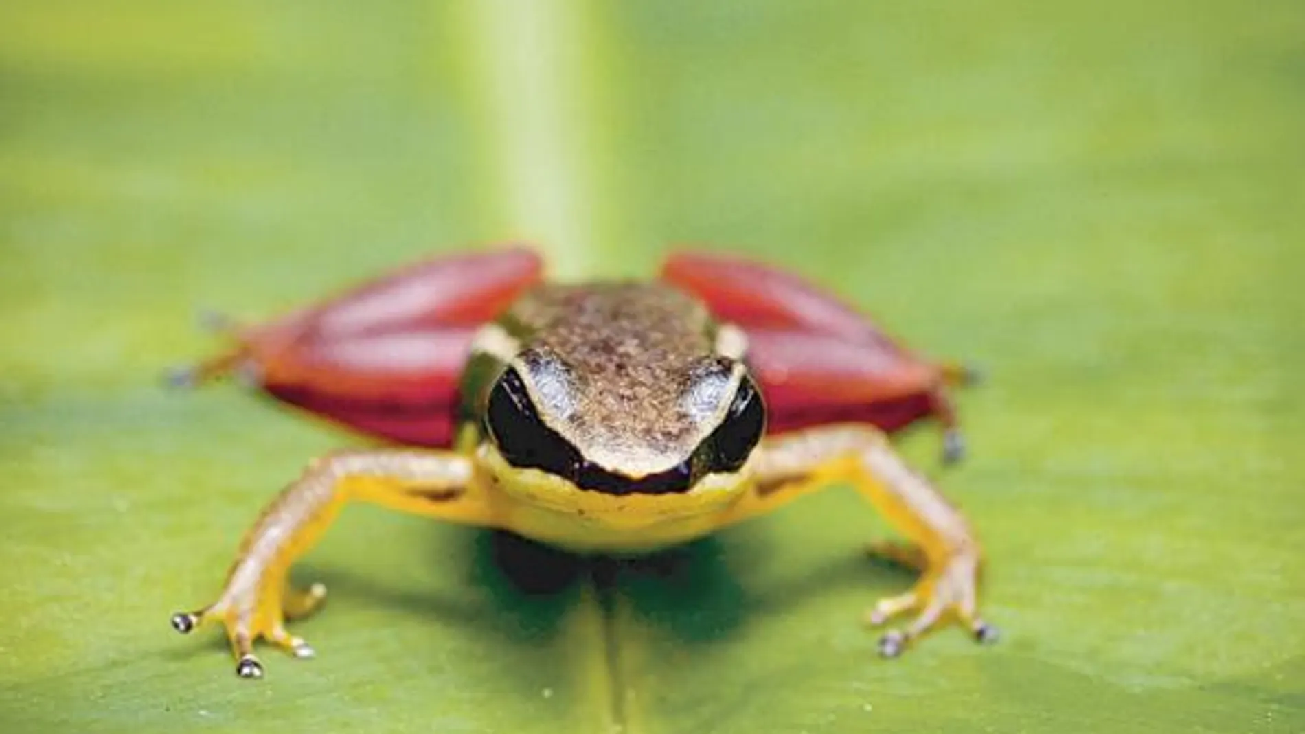 Hallan tres nuevas especies de anfibios en Colombia