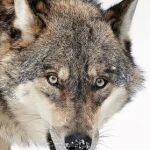 «La mirada del lobo»