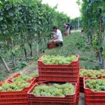 Cava local y uvas a granel para una Nochevieja más «verde»